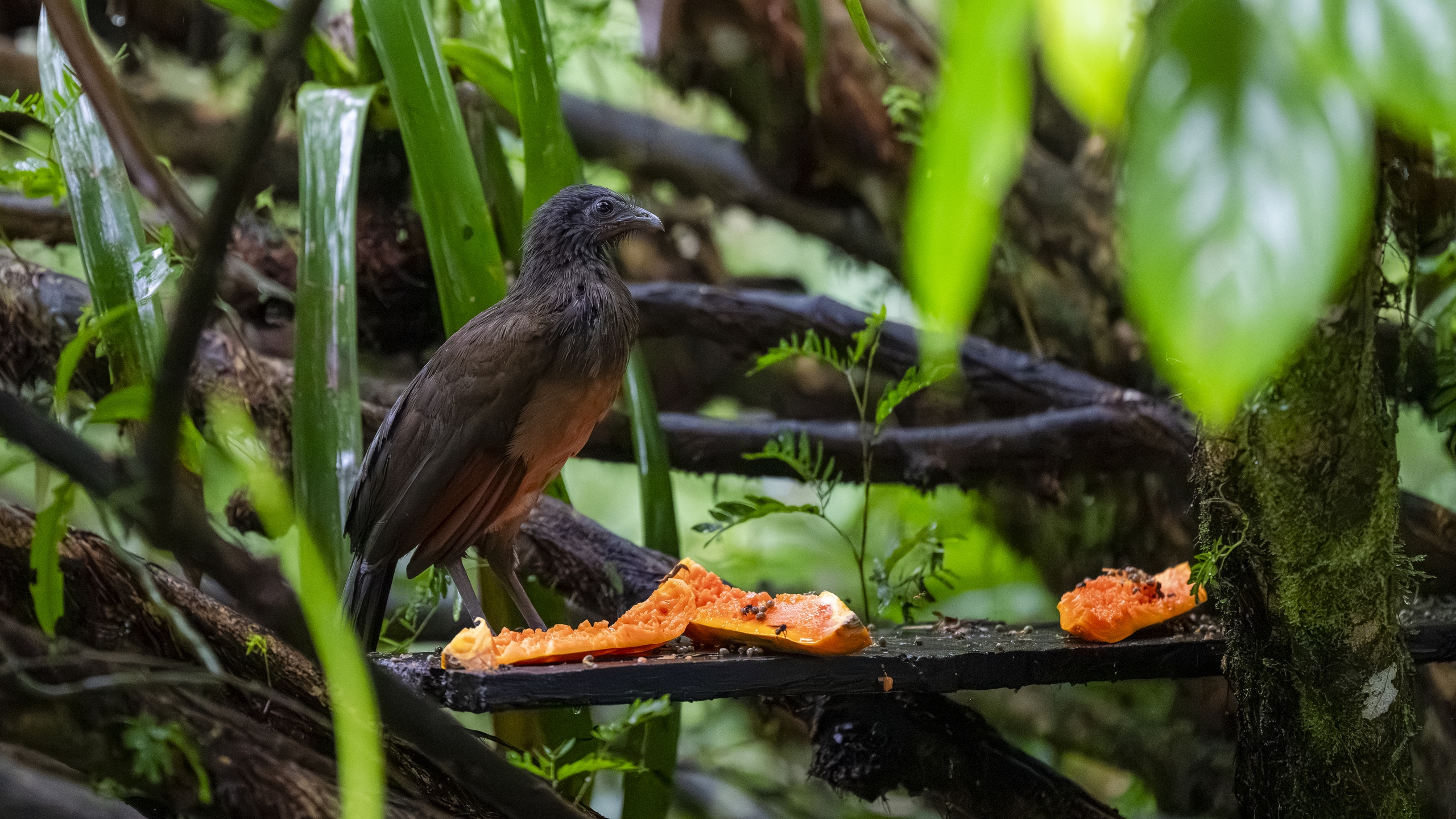 Graukopfguan - Ortalis cinereiceps - Grey-headed Chachalaca - Chachalaca cabecigrís